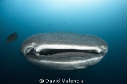 Whale Shark up close and personal in the Galapagos. by David Valencia 